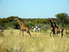 South Africa-Waterberg-Waterberg Safari Lodge